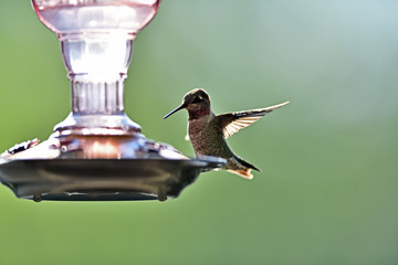 Anna's Hummingbird aka  Calypte anna