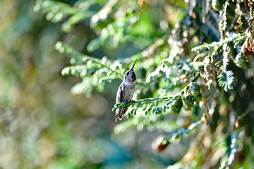 Anna's Hummingbird aka  Calypte anna