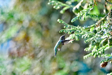 Anna's Hummingbird aka  Calypte anna
