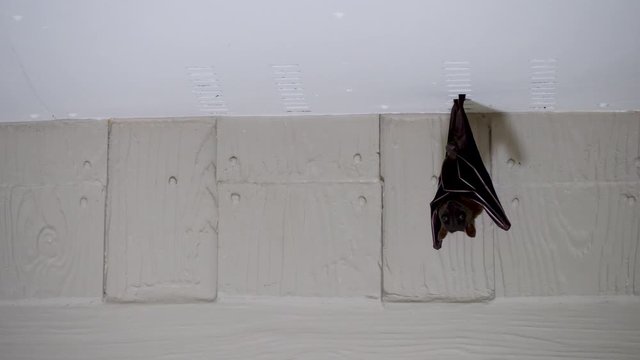 Fruit bat, kalang or kalong hanging down under roof of house. Greater or malayan flying fox looks