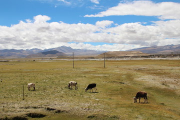 View of the Himalaya mountains and Tibetan village with yaks in Tibet, China