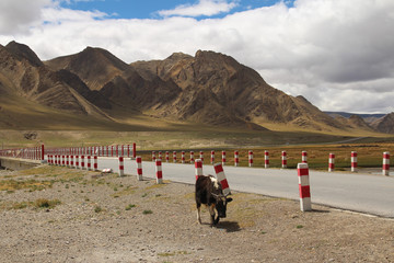 View of the mountains and dramatic sky with a yak in Tibet, China