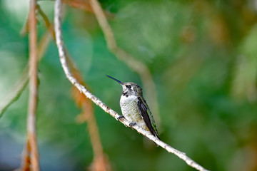 Anna's Hummingbird aka  Calypte anna