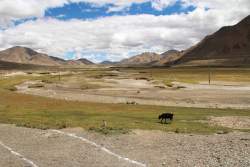 View of the mountains and dramatic sky with a yak in Tibet, China