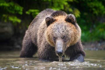 Obraz na płótnie Canvas Wild adult Brown Bear ( Ursus Arctos ) in the water