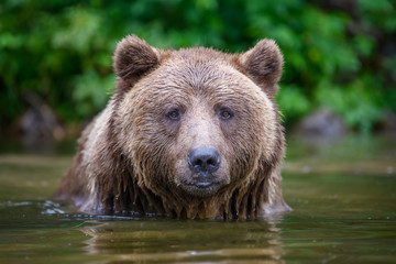 Naklejka na ściany i meble Wild adult Brown Bear ( Ursus Arctos ) in the water