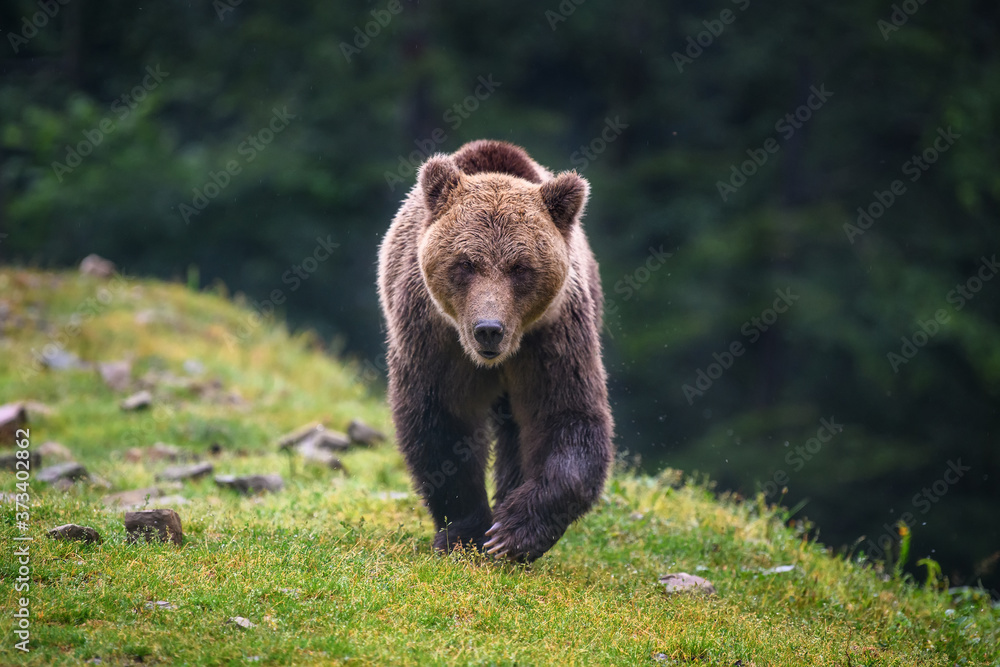 Wall mural wild adult brown bear (ursus arctos) in the summer forest