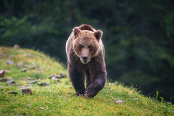 Obraz na płótnie Canvas Wild adult Brown Bear (Ursus Arctos) in the summer forest