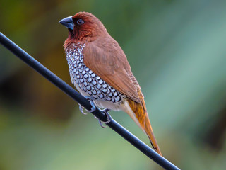 Scaly Breasted Munia or Spotted Munia early morning