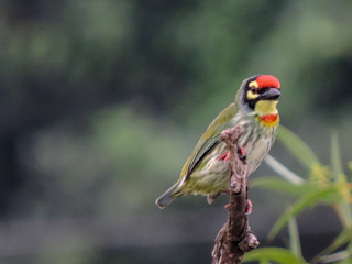 Copper Smith Barbet early morning during Monsoon on Tree