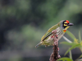 Copper Smith Barbet early morning during Monsoon on Tree