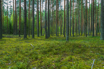 Obraz premium forest in the afternoon with green grass and trees