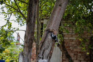 woodpecker sitting on a tree
