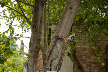 Naklejka na ściany i meble woodpecker sitting on a tree