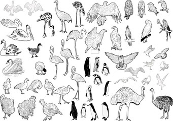 fifty one bird blak sketches on white