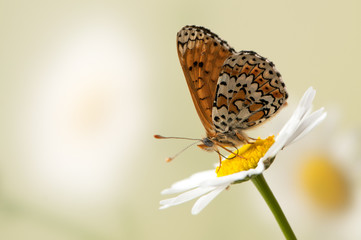Wonderful butterfly Melitaea sits on a summer morning on a daisy flower