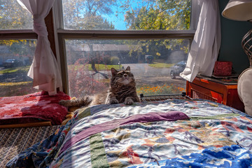 Cat in sunny window