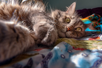 Cat in sunny window