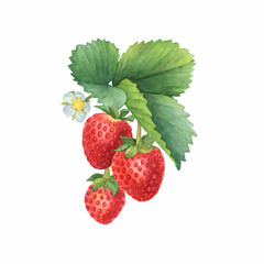 Closeup of a branch of the red strawberry fruits (known as Fragaria, garden strawberry) with green leaves. Watercolor hand drawn painting illustration isolated on white background.