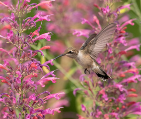 Fototapeta na wymiar hummingbird feeding on a flower