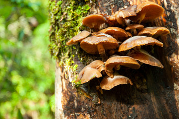 ニュージーランド、南島のホキティカジョージの森の艶のあるきのこ