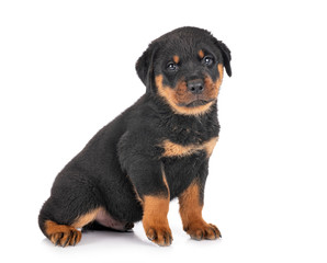 puppy rottweiler in studio
