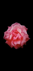 pink rose on black background 