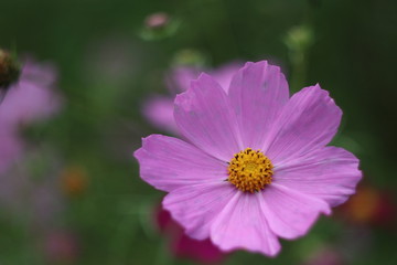 A close up of a flower