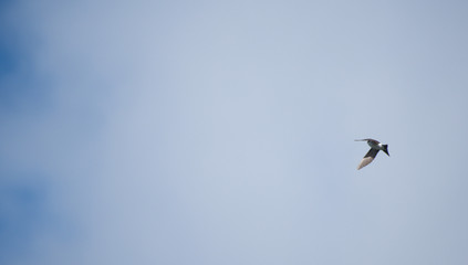 A single Swallow fledgling flying in the air