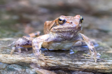 Ein Frosch in der Frontale sitzt im Bach auf einem Stein
