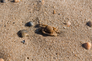 small crab on the sandy seashore