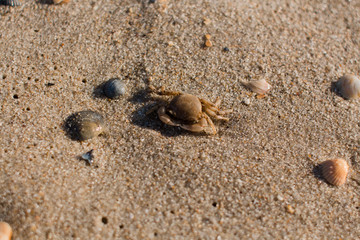 small crab on the sandy seashore