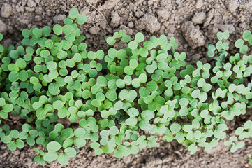 green mustard leaves grow in the ground