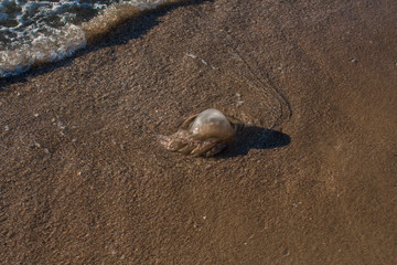 Fototapeta na wymiar jellyfish washed up on the seashore