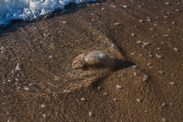 jellyfish washed up on the seashore