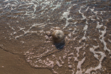 jellyfish washed up on the seashore