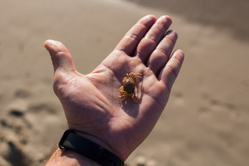 small crab on a man's hand