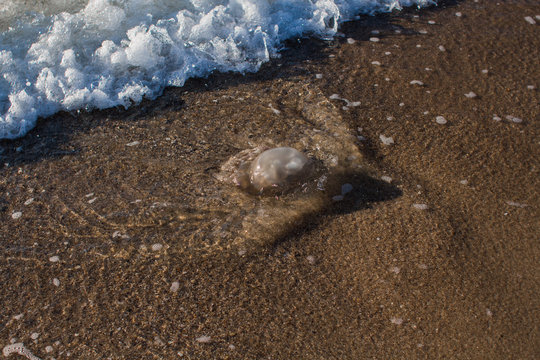 jellyfish washed up on the seashore