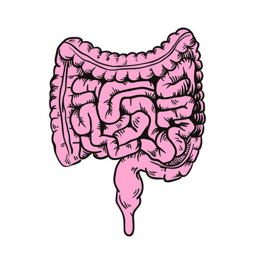 hand drawing illustration of digestion, intestine design