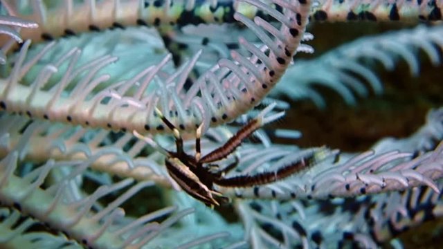 Close-up. Feather star squat lobster moves quickly on a sea lily. Bali. Tulamben.