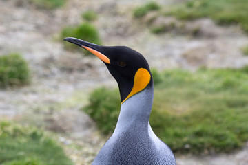The endangered King Penguin (Aptenodytes patagonicus) in Antarctica.