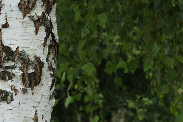 The texture of the birch tree with a unique bark pattern.
