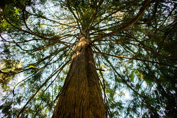 Naklejka premium tree in the forest