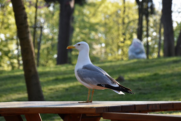 Beautiful large gray seagull stands on a table in a park. Istanbul, Turkey