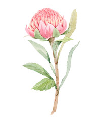 Beautiful image with watercolor summer pink protea flower painting. Stock illustration.