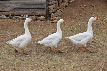 Three geese follow each other. Photo taken on a farm in Montenegro