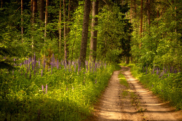 path in the forest