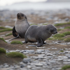 Fur Seal Cub (Arctocephalus gazella), South Georgia, Antarctic. Square Composition.