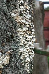 Fototapeta premium Oyster mushroom in tree trunk. Natural texture, fungus pattern, wild oyster mushroom in wooden trunk.