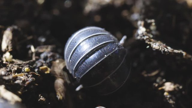 A woodlouse is a crustacean from the monophyletic suborder Oniscidea within the isopods. Found in old wood and mulch. The first woodlice colonised land in the Carboniferous period. Macro Insects.